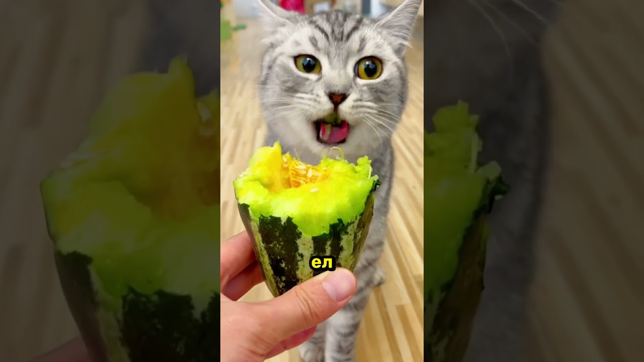 Ему Никогда Не Следовало Позволять Коту Попробовать Арбуз 😅🍉
