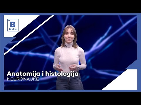 Nedelja svesti o mozgu 2020 - Anatomija i histologija