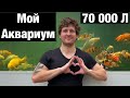 Мой аквариум на 70 тонн для карпа Кои. Компания Атолл воплощает мечты! Строим океанариум или пруд.