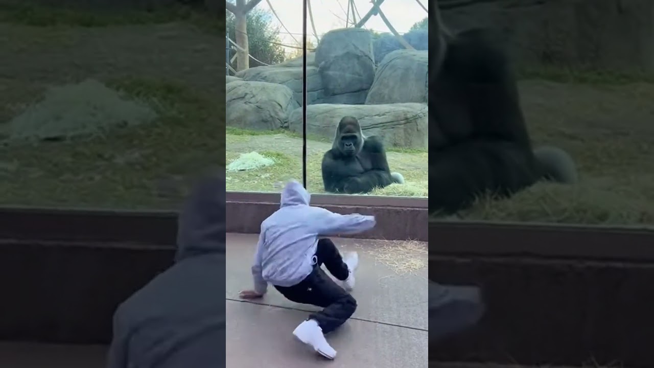 Gorilla Breakdances at the Zoo! 🦍🕺 