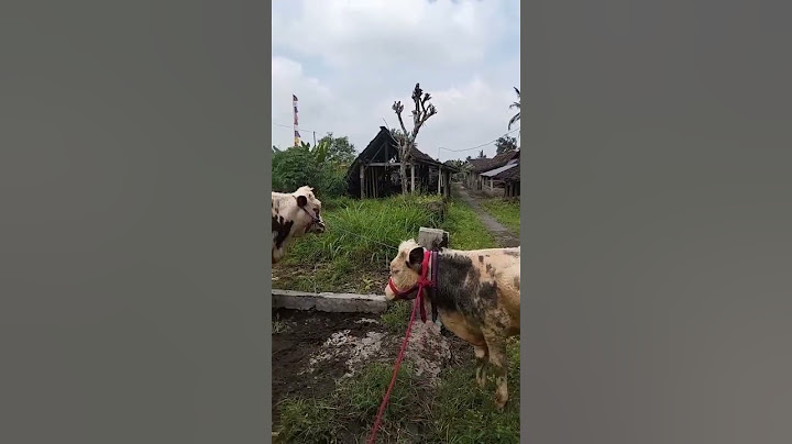 JUAL SAPI BELGIAN BLUE 3 EKOR USIA 10 BULAN 9 BULAN 6 BULAN