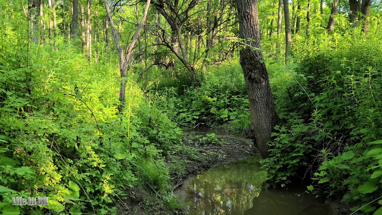 Life in 8K Virtual tour of the natural creeks and rivers of Southern Ontario YouTube