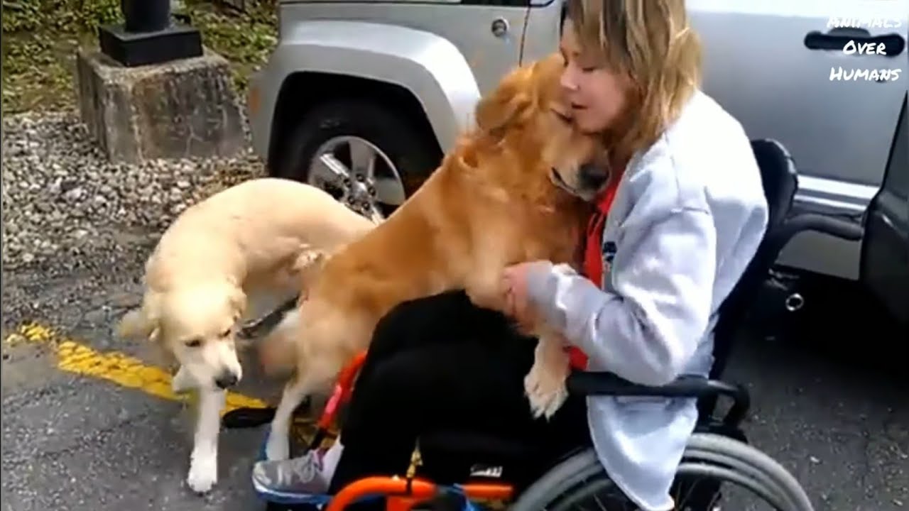 Emotional Dog Reunion with their owners|I'm cutting onions😢 - YouTube