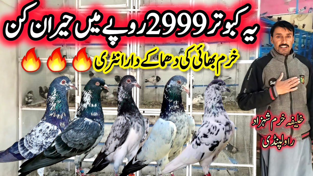 Supar Quality Kabootar Khobsurat Collection || 0320-5095-644 || 3000 per Big deal🔥🔥🔥