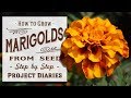 ? How to Grow Marigolds from Seed (A Complete Step by Step Guide)