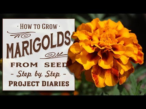 Video: Tagetes: uzgoj iz sjemena