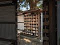 Walking in Meji Jinju #shrine #shinto #temple #tokyo #japn