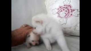 As Meninas Brancas De Dezembro 2013