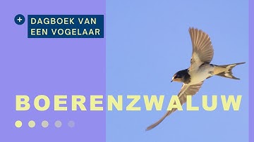 🇳🇱 Boerenzwaluwen 🇬🇧 Barn swallows #9