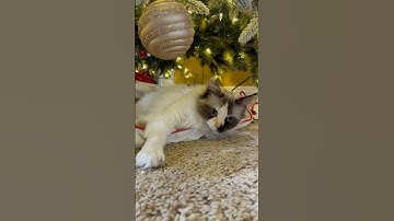 Lazy Cat #cat#funny# cutecat#catlover  #funnyanimals #cutecat#pets#shorts #shortvideo #animals#cats