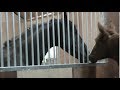 Andalusian Foal Meets Friesian and Arabian Horses for the first time.