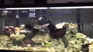Trigger fish eating ghost shrimp