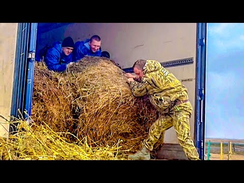 Разгрузка продолжается, каждый такой огромный тюк сена это ЧЕТЫРЕ  ДНЯ ЖИЗНИ ЛОШАДЕЙ! Нужна помощь!