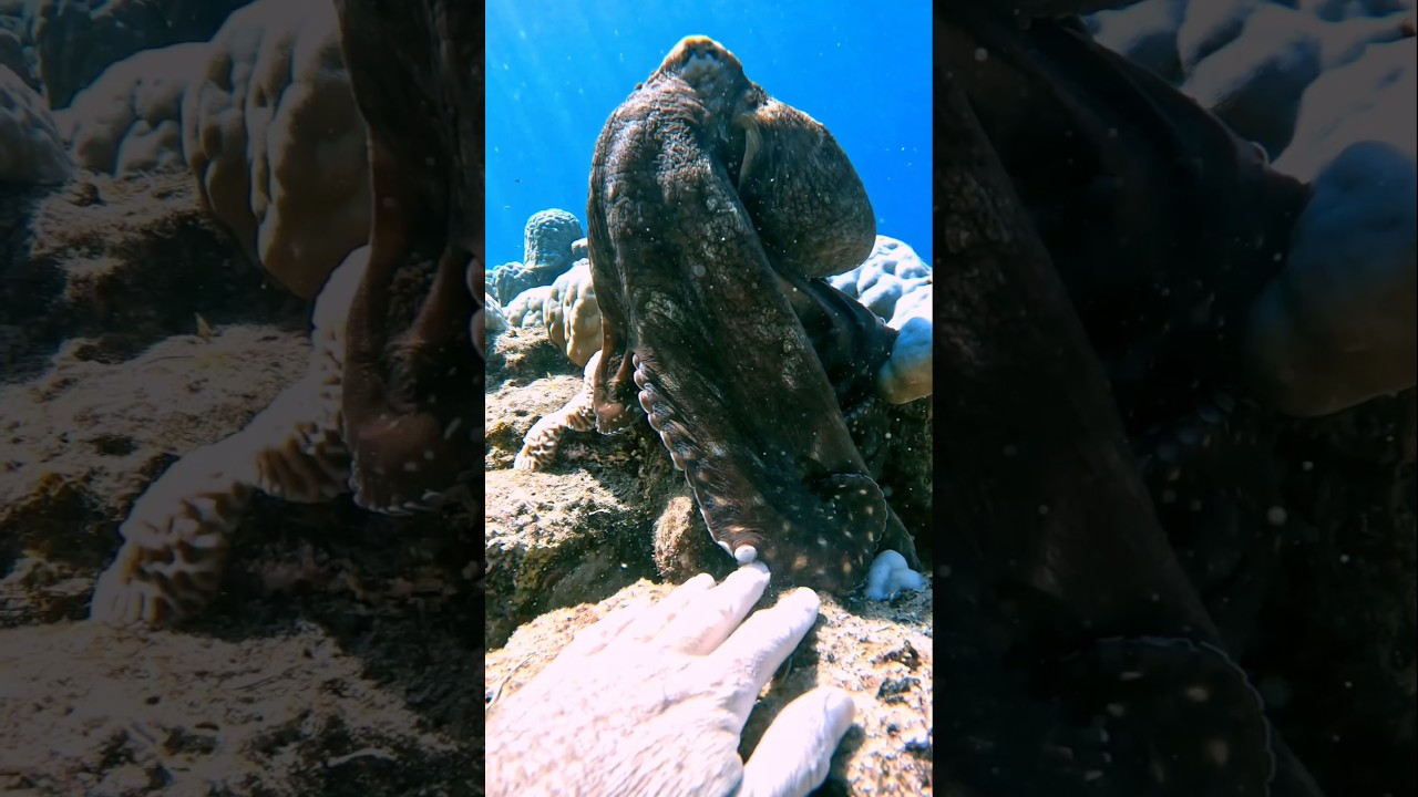 Octopus Gently Says Hi 