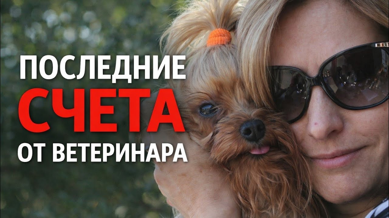 Содержание собак в Швейцарии: реальные расходы и последние счета за Эмили