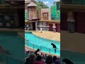 Sea Lion playtime!