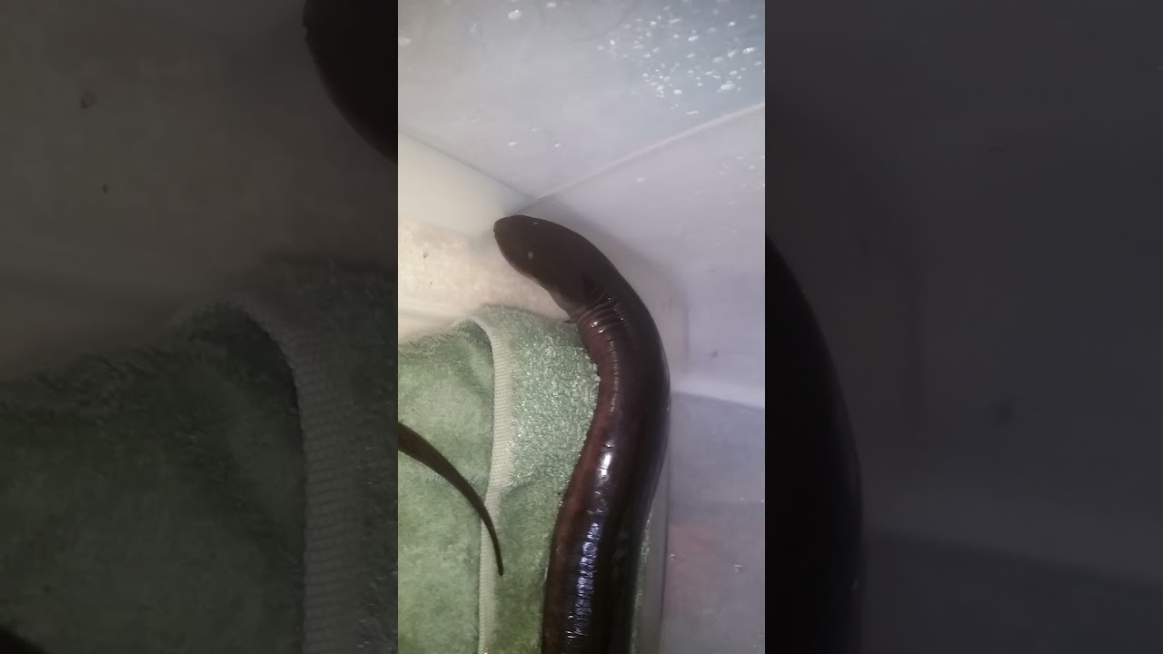 Two-Toed Amphiuma