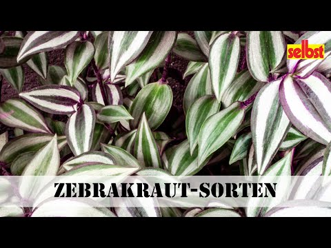 Zebrakraut