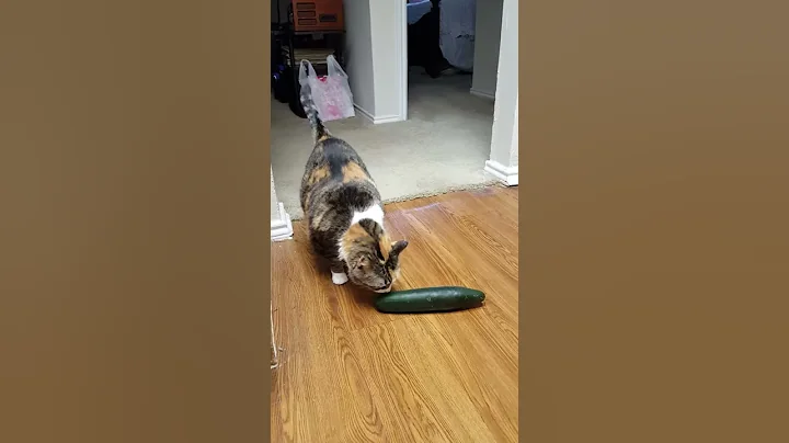 Xena is not afraid of cucumbers