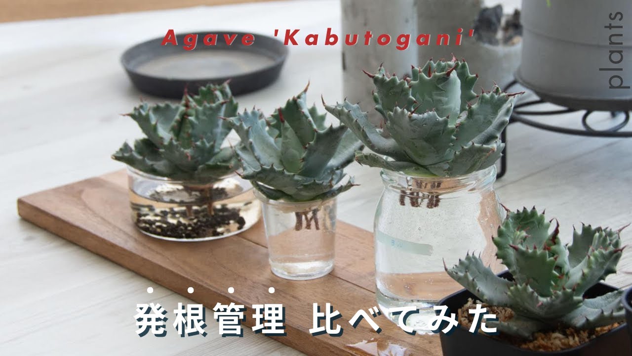 発根管理5パターン比較してみた【水耕・土耕・水苔・SA-715・Black water】