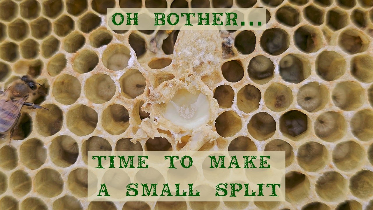 Checkerboarding Failed, So I Split the Hive - Long Form Video 04/05/26 ...