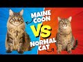 Maine coon vs normal cat the shocking differences