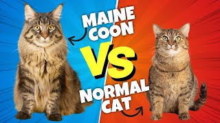 Maine Coon vs. Normal Cat: The SHOCKING Differences