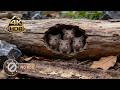 [NO ADS] CAT TV 🐭 Feline Surveillance Cam: 8 HOURS of Unpredictable Critter Activity | 4K Ultra HD