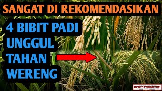 4 TYPES OF SUPERIOR RICE SEEDS RESISTANT TO PLANT PLOTTERY PESTS || Petanipedia eps #9