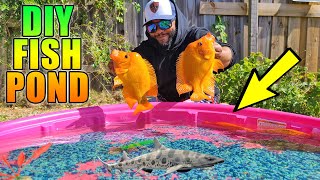 DIY Kiddie Pool Fish Pond with Exotic Fish!!!