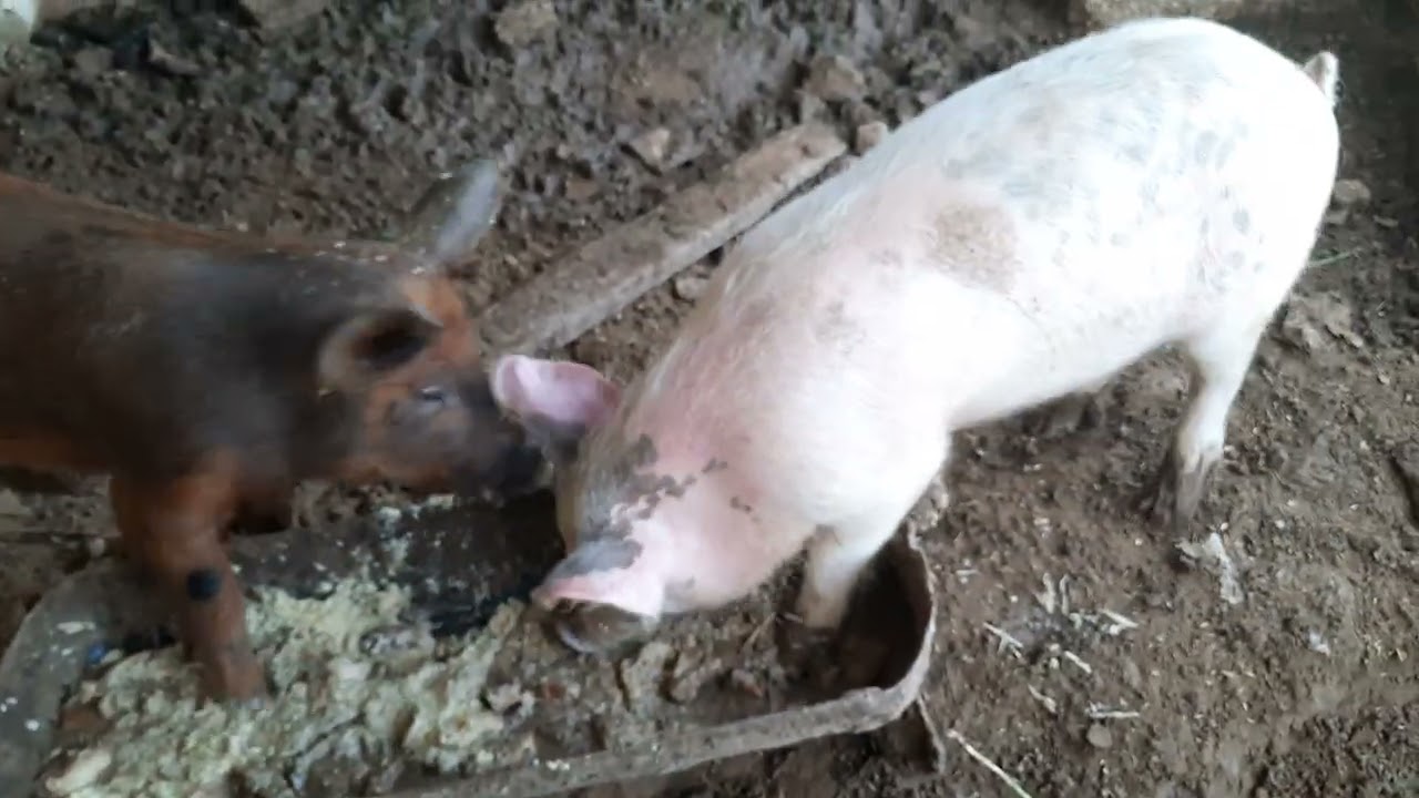How Do PIGS Eat What Do Piglets Eat YouTube How Do PIGS Eat What Do Piglets Eat YouTube
