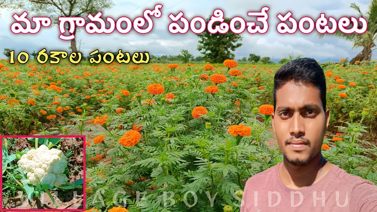 PRIMITIVE WAY TO FARMING IN MY VILLAGE | INDIAN VILLAGE LIFE | 