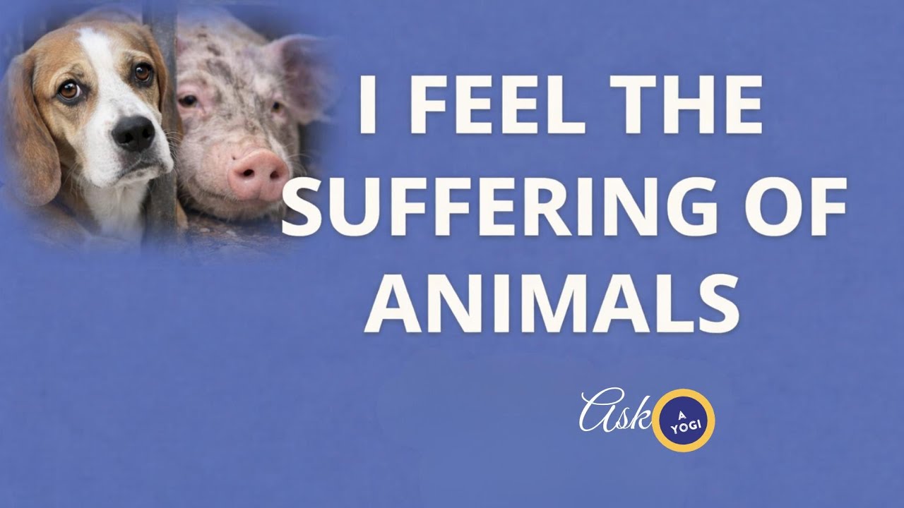 I Feel the Suffering of Animals
