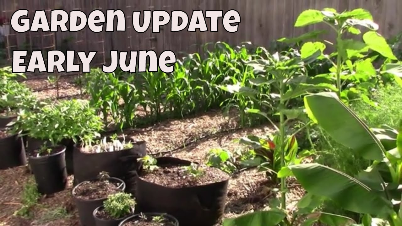 Early June Vegetable Garden Update and Tour Zone 6b YouTube