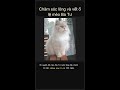 🐱 Bí quyết chăm sóc lông và vết ố lệ mèo Ba Tư ✨ #Shorts
