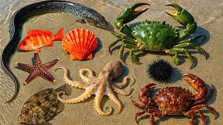 видео: 🌊 Прибрежная добыча пищи | 🐍 Угри, 🐙 осьминог, 🦀 крабы, морские ежи и 🐟 ужасающая рыба картинка: 🌊 Прибрежная добыча пищи | 🐍 Угри, 🐙 осьминог, 🦀 крабы, морские ежи и 🐟 ужасающая рыба