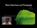 Plant Nutrition and Transport Insights