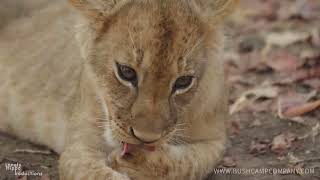 lion cub grooming