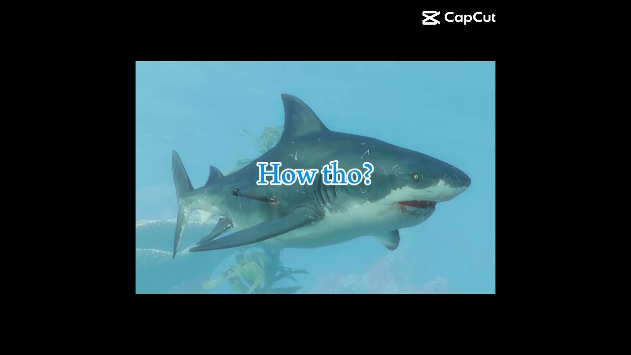 Mega Bull shark and Bruce