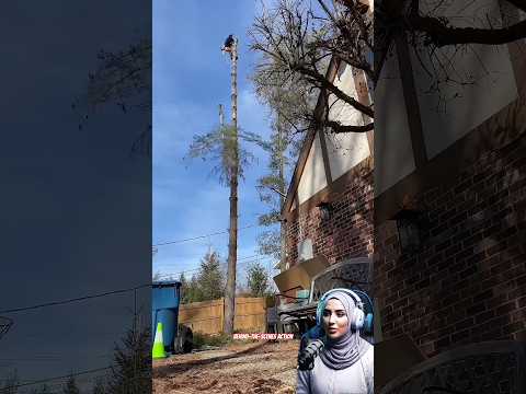 Amazing Tree Felling Techniques Shorts Tree Treefelling