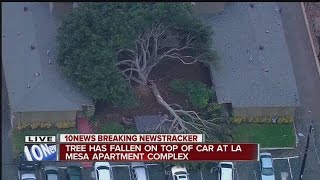 Massive tree crashes down at La Mesa apartment