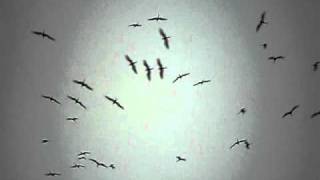 Video thumbnail of "Volano gli uccelli volano"