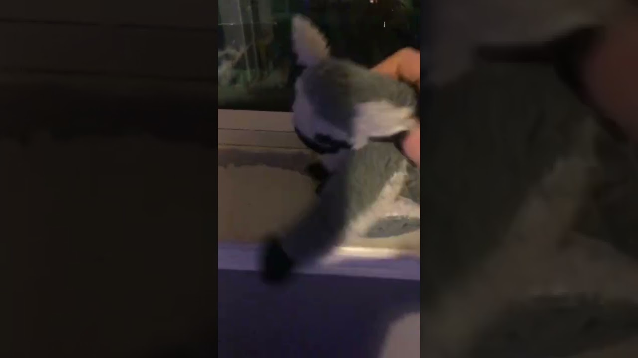 belly dancing lemur
