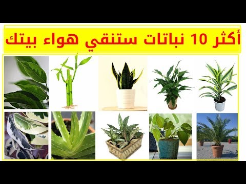 فيديو: النباتات المنزلية من أجل هواء أفضل