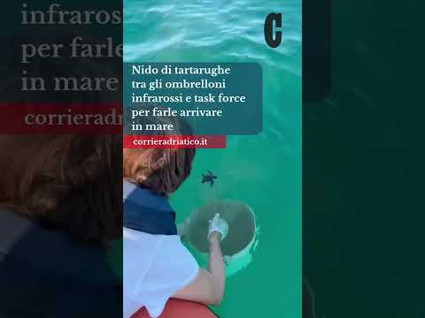 Video Nido di tartarughe tra gli ombrelloni: infrarossi e task force per farle arrivare in mare