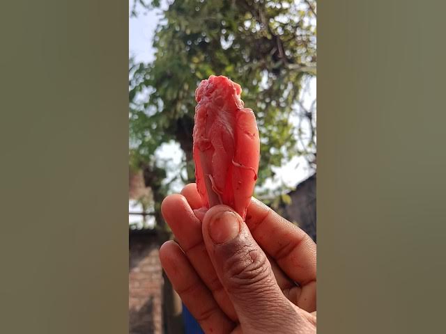 মাংস দিয়ে মাছ ধরলাম | bangla village fishing video #fishing #shortvideo #fish