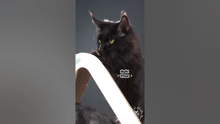 Video 3977331: mainecoon cats cute catlover, mainecoon cutecat catlover, cute maine coon cat, funnycatvideos mainecoons, coon cat funny cute