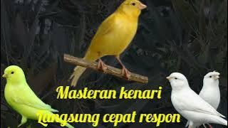 Download lagu Masteran kenari langsung cepat respon