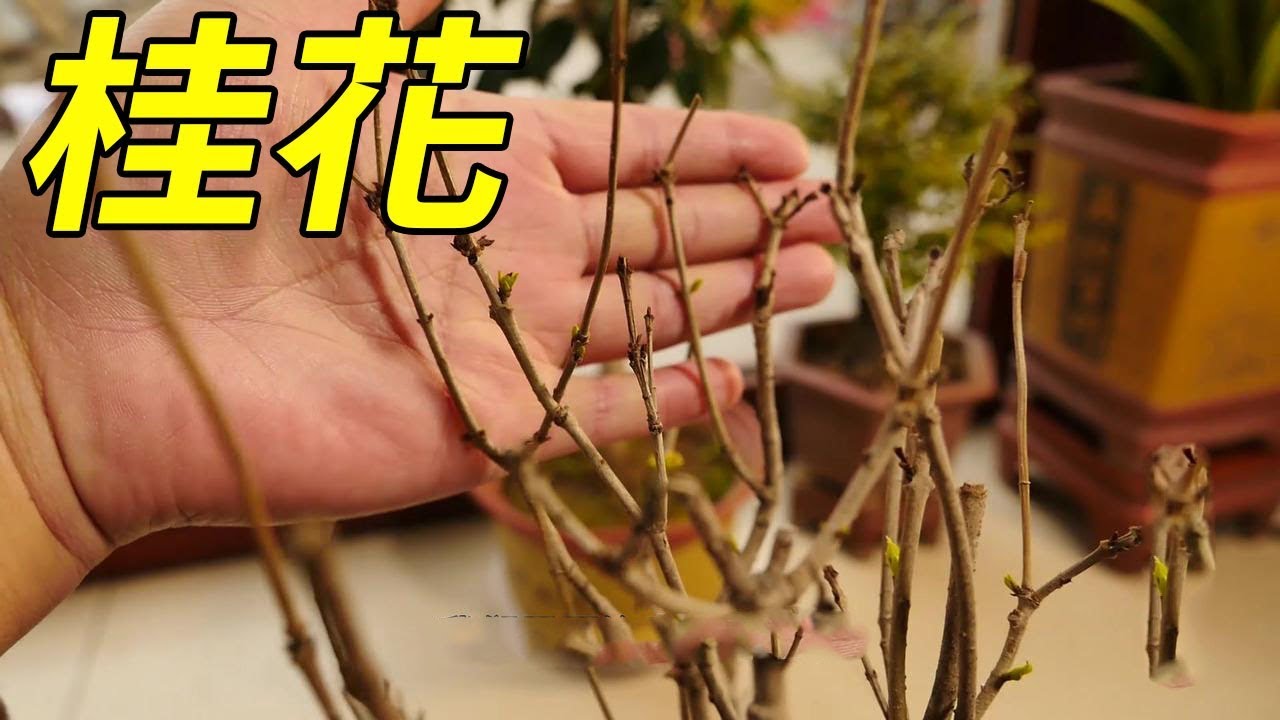 小花匠 桂花乾葉 落葉 枯枝不要怕 簡單解決 發芽快 Youtube