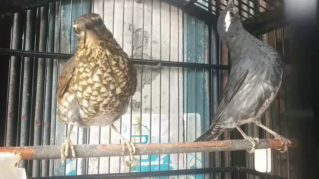 BURUNG ANIS SIBERIA SEPASANG | SUARA BURUNG ANIS SIBERIA SEPASANG 